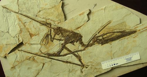 Darwinopterus fossile, il appartient à l'ordre des Ptérosaures, et on le qualifie traditionnellement de reptile volant.