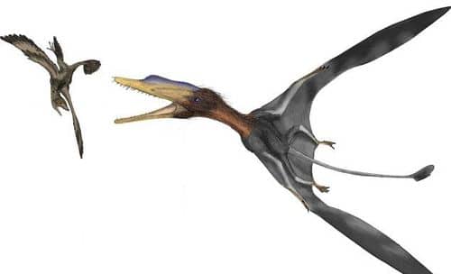 Darwinopterus en chasse tentant d'attraper un Ptérosaure.