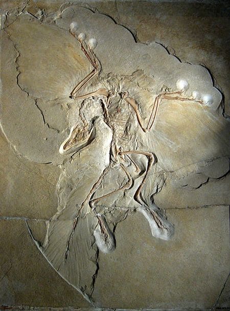 Archéoptéryx fossilisé.