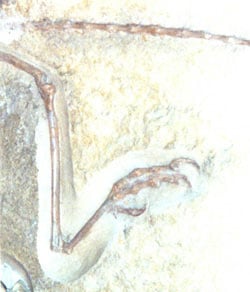 Processus ascendant de l'astragale chez Archeopteryx.