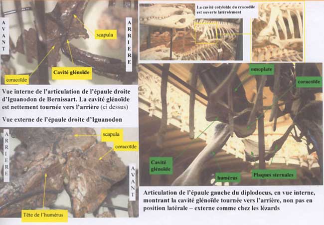 Dinosaure : cavité glénoïde.