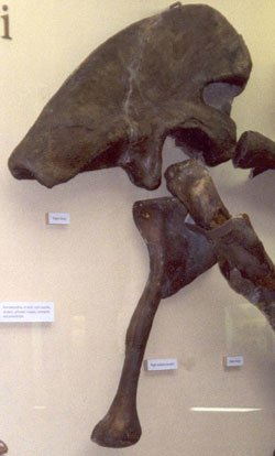 Dinosaure : acétabulum et crête supra-acétabulaire proéminente.