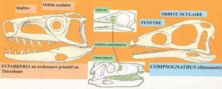 Fenêtre antéorbitaire des dinosaures.