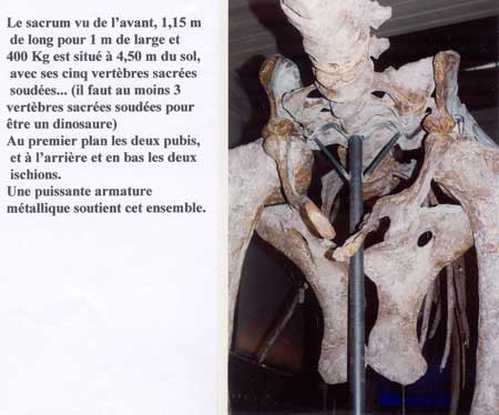 Dinosaure atlasaurus imelakei.
