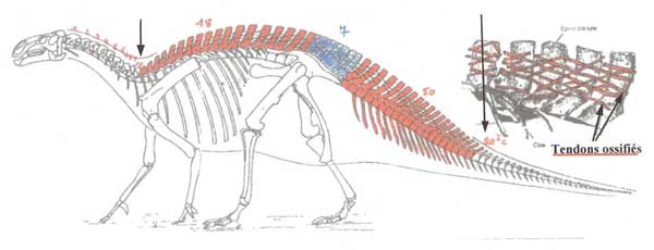 Chez Iguanodon Bernissartensis il y a 7 vertèbres sacrées soudées.