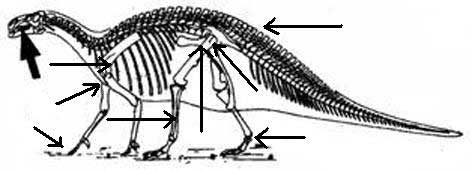 Dinosaure iguanodon.