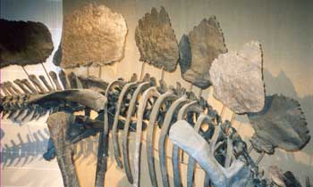 Stégosaure et ses 4 vertèbres sacrées soudées.