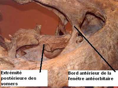 Tête de Tyranosaurus Rex.