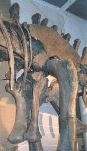 Articulation de la hanche du Diplodocus.