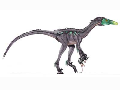 saurornithoides.