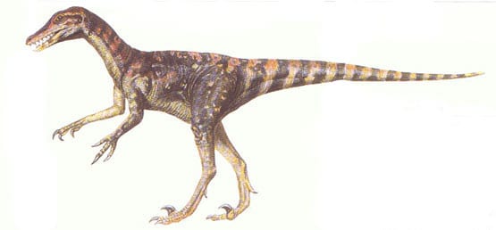 saurornitholestes.