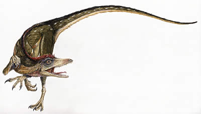 Sinosauropteryx.
