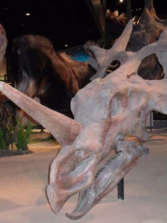 Squelette fossile du dinosaure Styracosaurus.