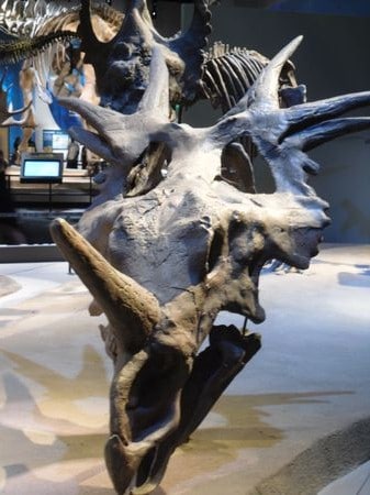 Styracosaurus fossile.