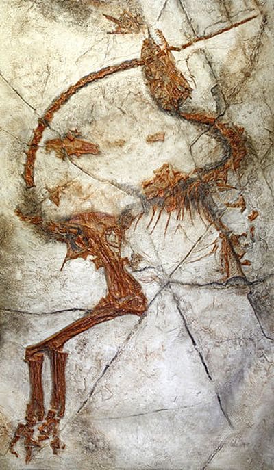 Le dinosaure Sinosauropteryx : un fossile.