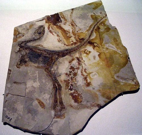 Sinosauropteryx : fossile d'un dinosaure couverts d'un duvet.