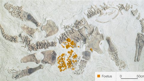 Une maman plésiosaure, le fossile du foetus de plésiosaure apparaît en couleur.