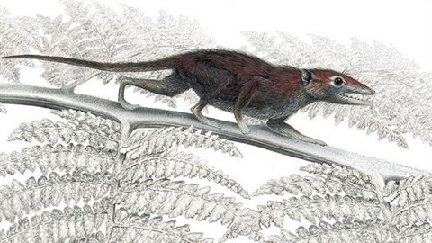 Juramaia sinensis, un ancêtre des mammifères.