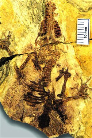 Le fossile de Juramaia sinensis. Photo : BMNH.
