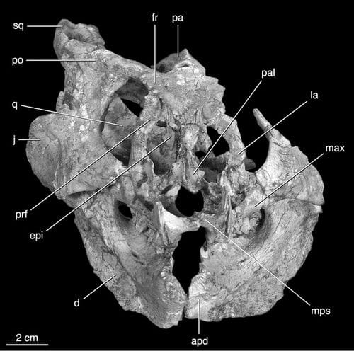 Une vue du crâne du dinosaure Yamaceratops dorngobiensis.