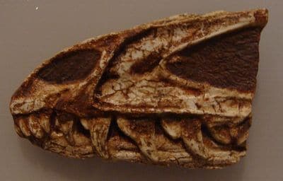 Fossile de crâne juvénil du dinosaure Dracovenator.