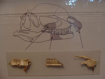 Fossile de Dracovenator.