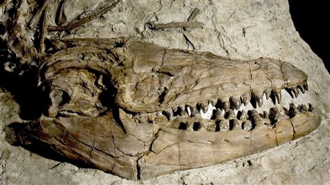 Crâne fossile du reptile marin Prognathodon.