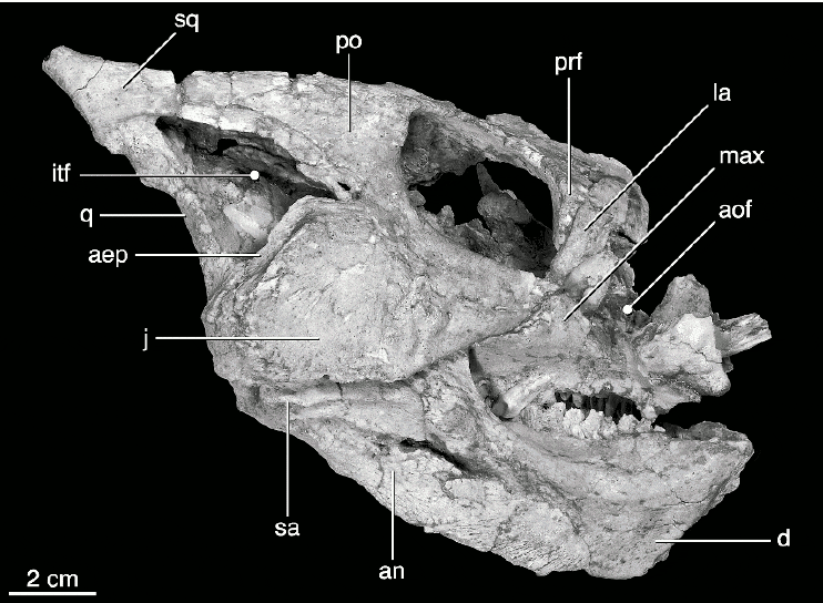 Crâne fossile du dinosaure Yamaceratops.