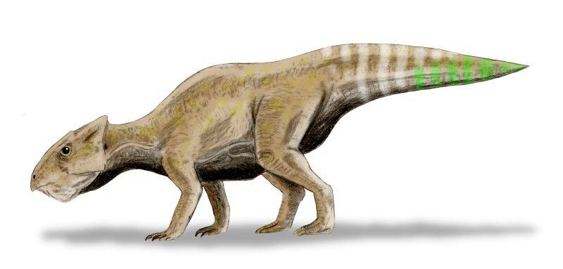 Yamaceratops.