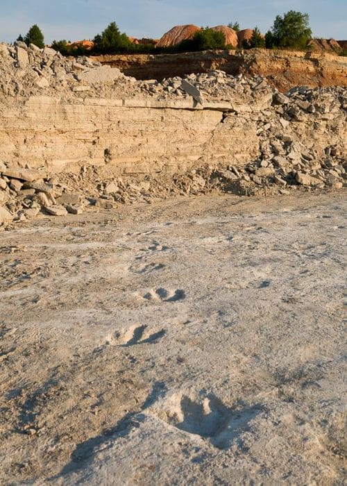 Piste d'empreintes de pas fossilisés du dinosaure Acrocanthosaurus en Arkansas (USA).