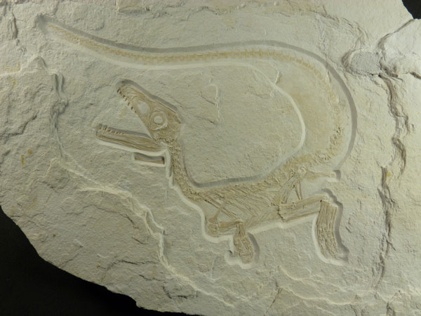 Jeune dinosaure théropode carnivore découvert en Bavière (Allemagne).