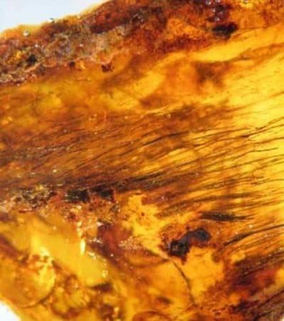 Plume de dinosaure dans l'ambre âgée de 80 millions d'années.