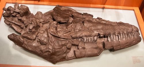 Crâne fossile du reptile marin Prognathodon overtoni.