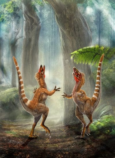 Le dinosaure Sinosauropteryx avait des plumes.
