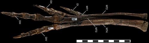 Patte fossile du dinosaure Talos sampsoni.