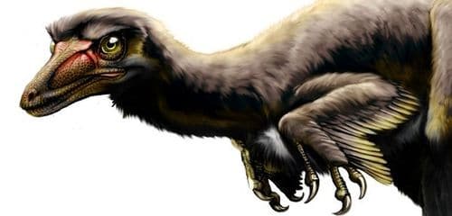 Talos sampsoni est une espèce de raptor découverte dans l'Utah (USA).