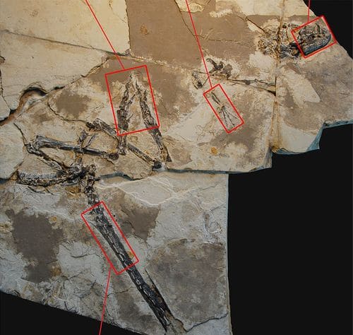Fossile de Tianyulong.