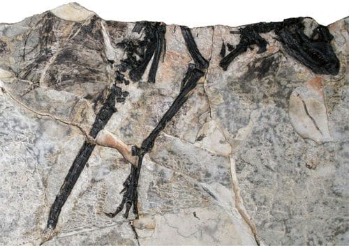 Fossile du dinosaure Tianyulong (holotype).