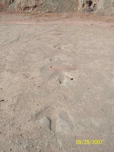 Piste d'empreintes de pas de dinosaure en Algérie.