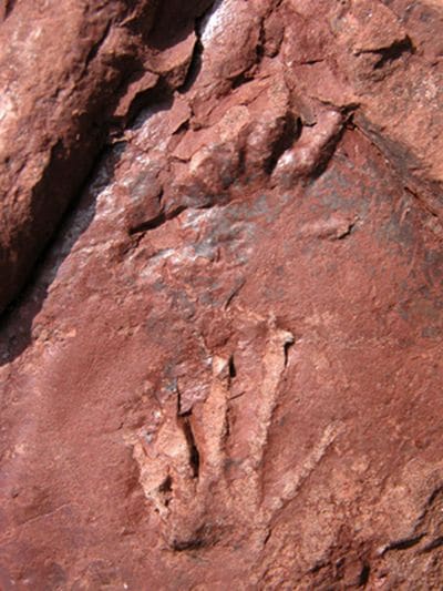 Empreintes de pas de lézard fossilisées de 280 millions d'années.
