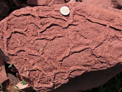 Empreintes fossiles de pas de lézard de 280 millions d'années.