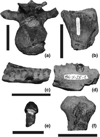 Fossiles de dinosaures non aviaires du Crétacé supérieur de l'île James Ross (Antarctique).