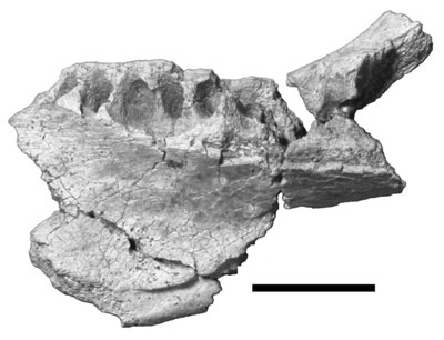 gryphoceratops.