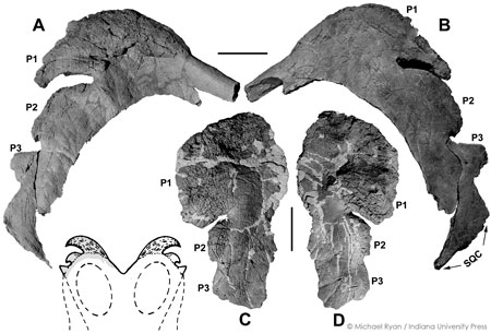 medusaceratops.