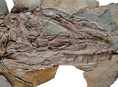 yutyrannus.