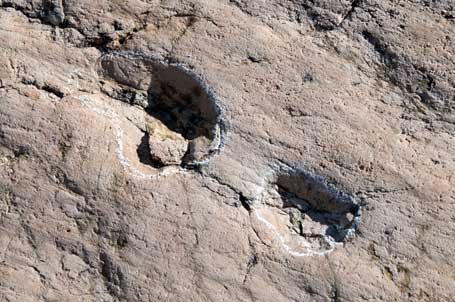 Empreintes de pas fossilisés d'Archosaure en Suisse.