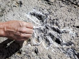 Empreintes d'Archosaure, une famille d’animaux plus ancienne que celle des dinosaures.