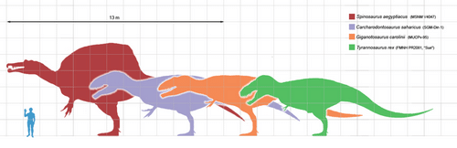 Les différentes tailles de dinosaures théropodes.