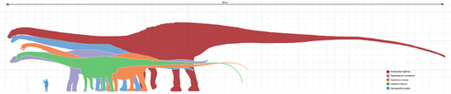 Les différentes tailles de dinosaures sauropodes.