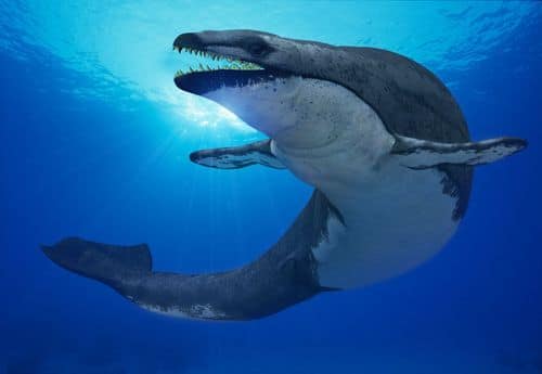 Basilosaurus est un des ancêtres des baleines.